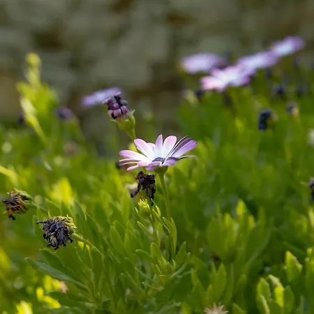 A Sobreirinha Jacuzzi E Pet Friendly *