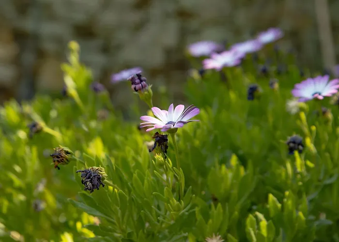 A Sobreirinha Jacuzzi E Pet Friendly *